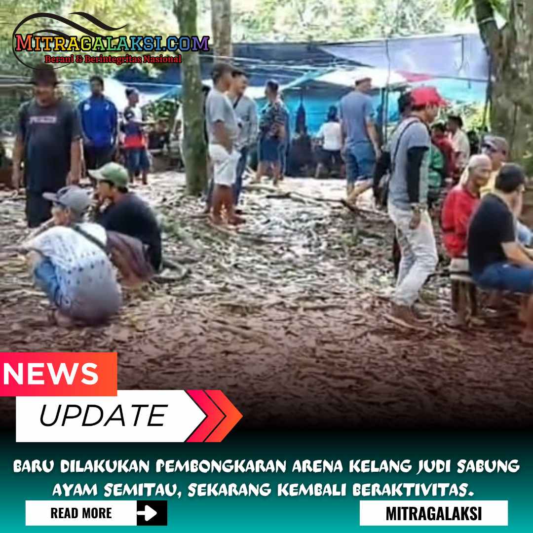 Baru Dilakukan Pembongkaran Arena Kelang Judi Sabung Ayam Semitau, Sekarang Kembali Beraktivitas. 