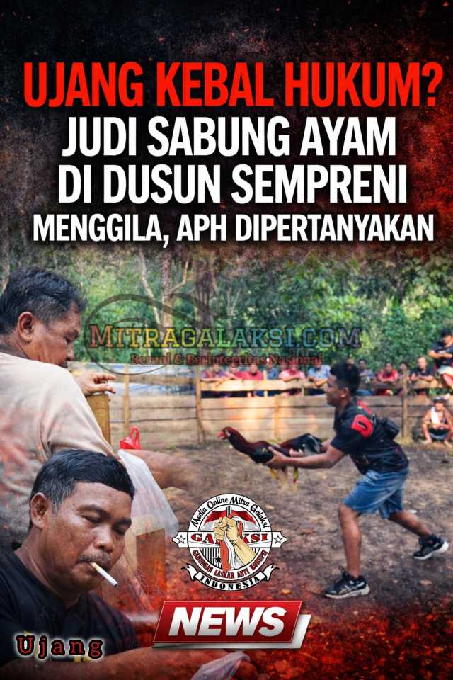 Ujang Kebal Hukum? Judi Sabung Ayam di Dusun Sempreni Menggila, APH Dipertanyakan
